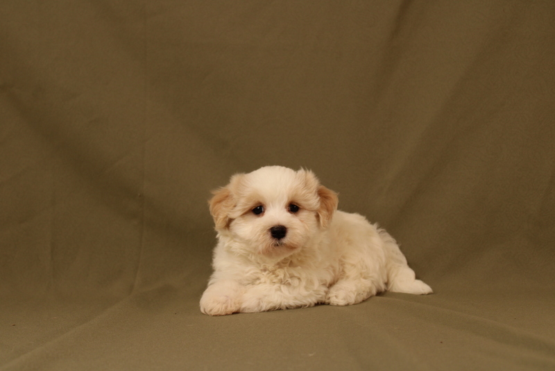 puppy, for, sale, Maltipoo, Matthew B. Stoltzfus, dog, breeder, Gap, PA, dog-breeder, puppy-for-sale, forsale, nearby, find, puppyfind, locator, puppylocator, aca